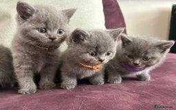 British Shorthair cats for sale: pedigree GCCF kittens available in 2 weeks time! - Image 1