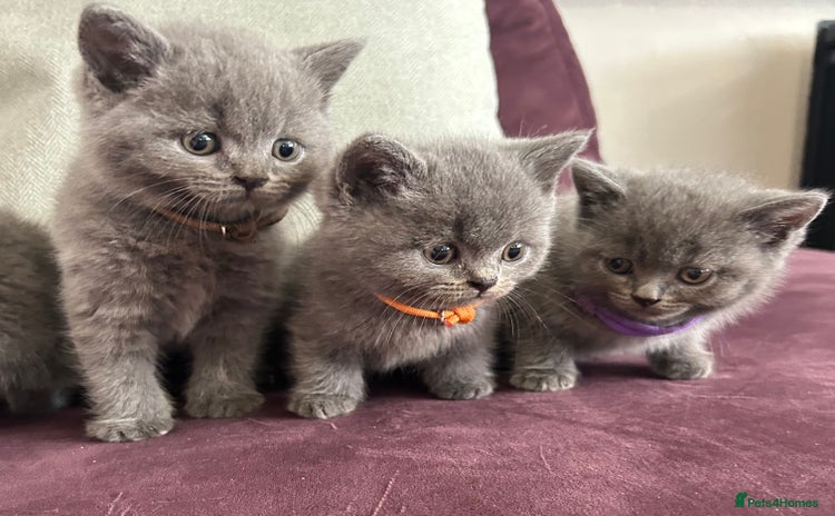 British Shorthair cats - Advert 1