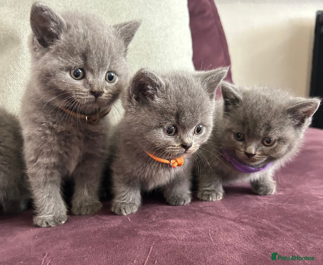 British Shorthair cats for sale: pedigree GCCF kittens available in 2 weeks time! - Image 1