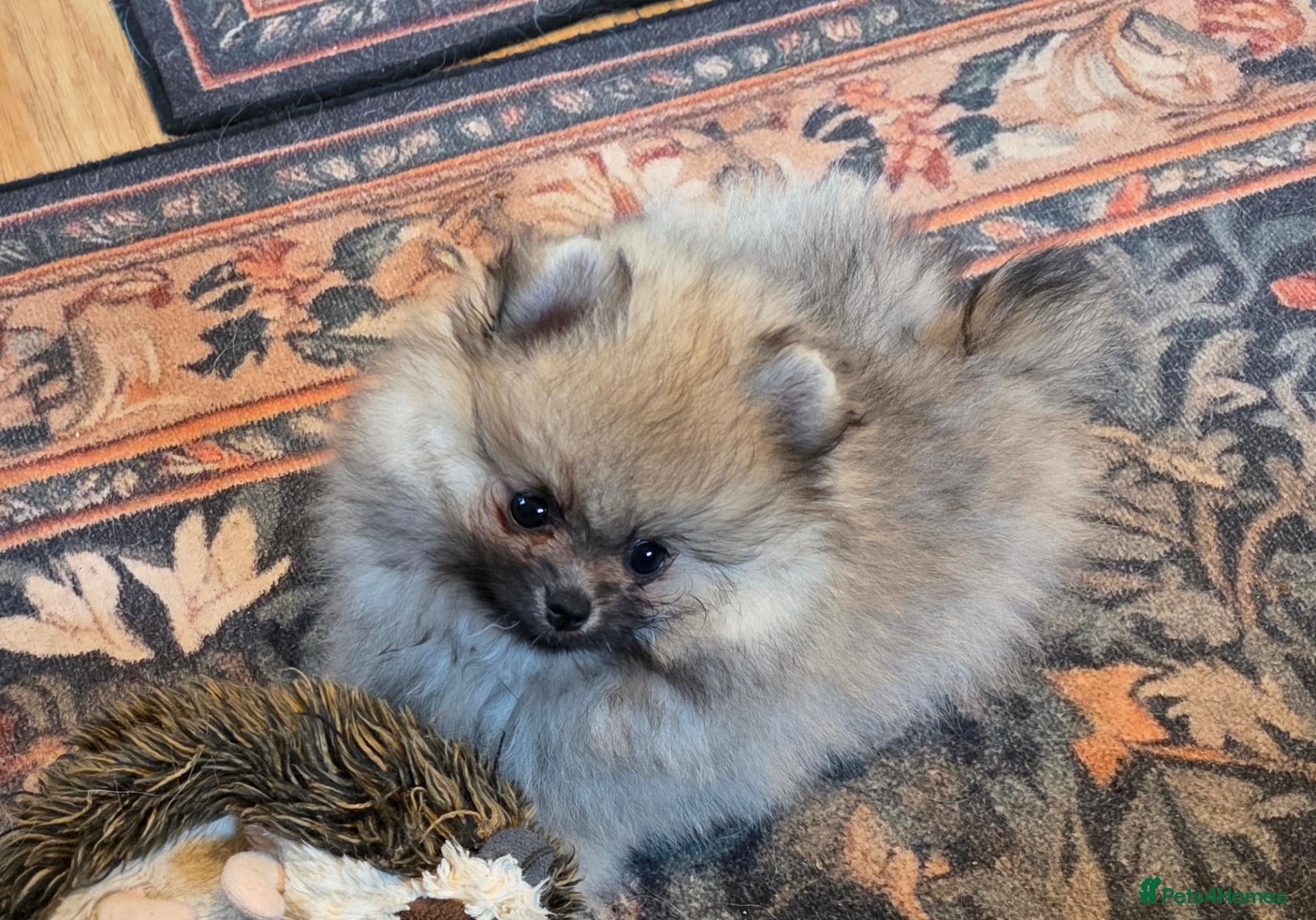 Pomeranian dogs Beautiful sable girl  - Advert 2