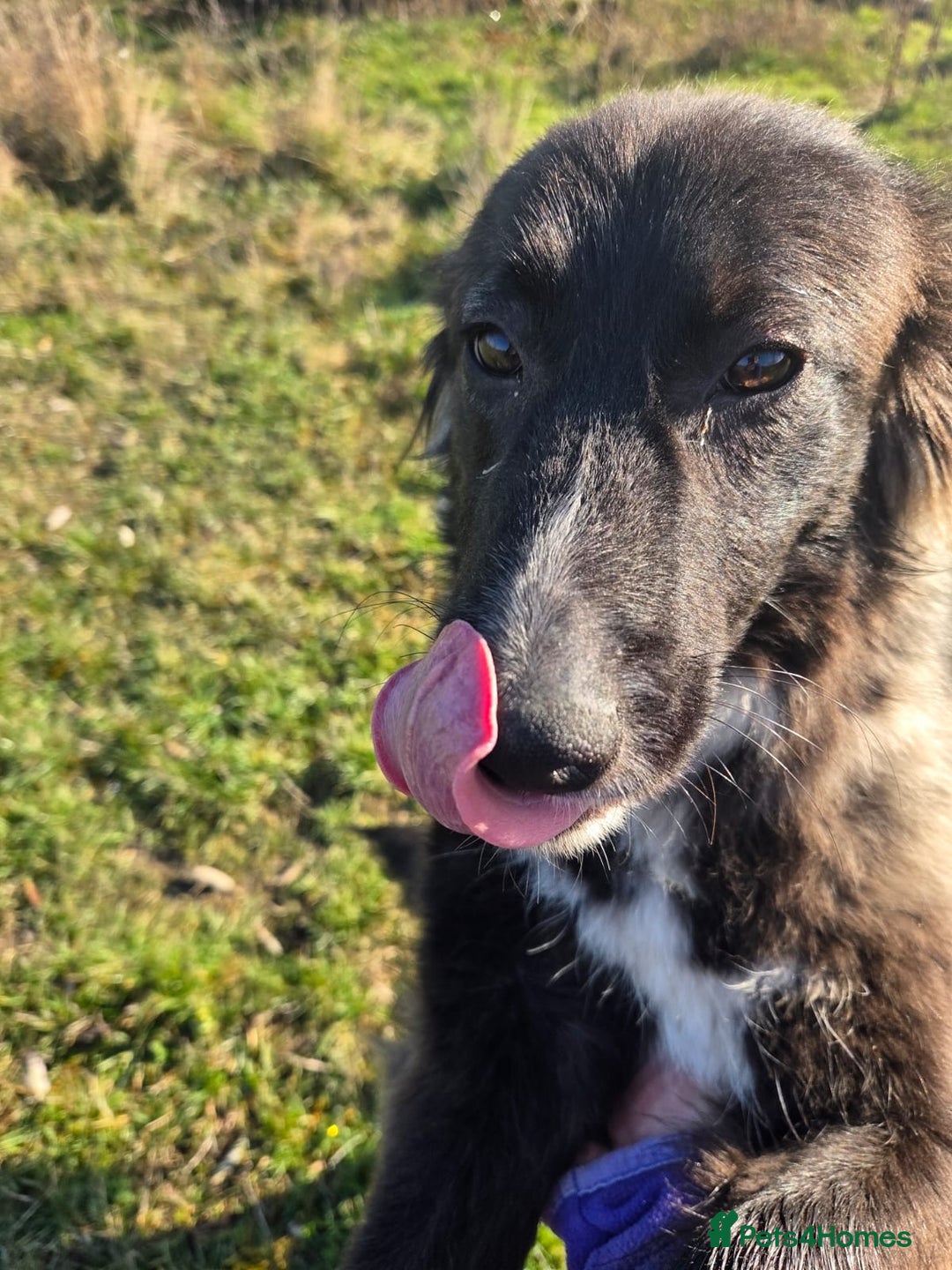 Mixed Breed dogs for adoption: 🐾 BELLA – A Brave Heart Ready to Love Again 💛 - Advert 5