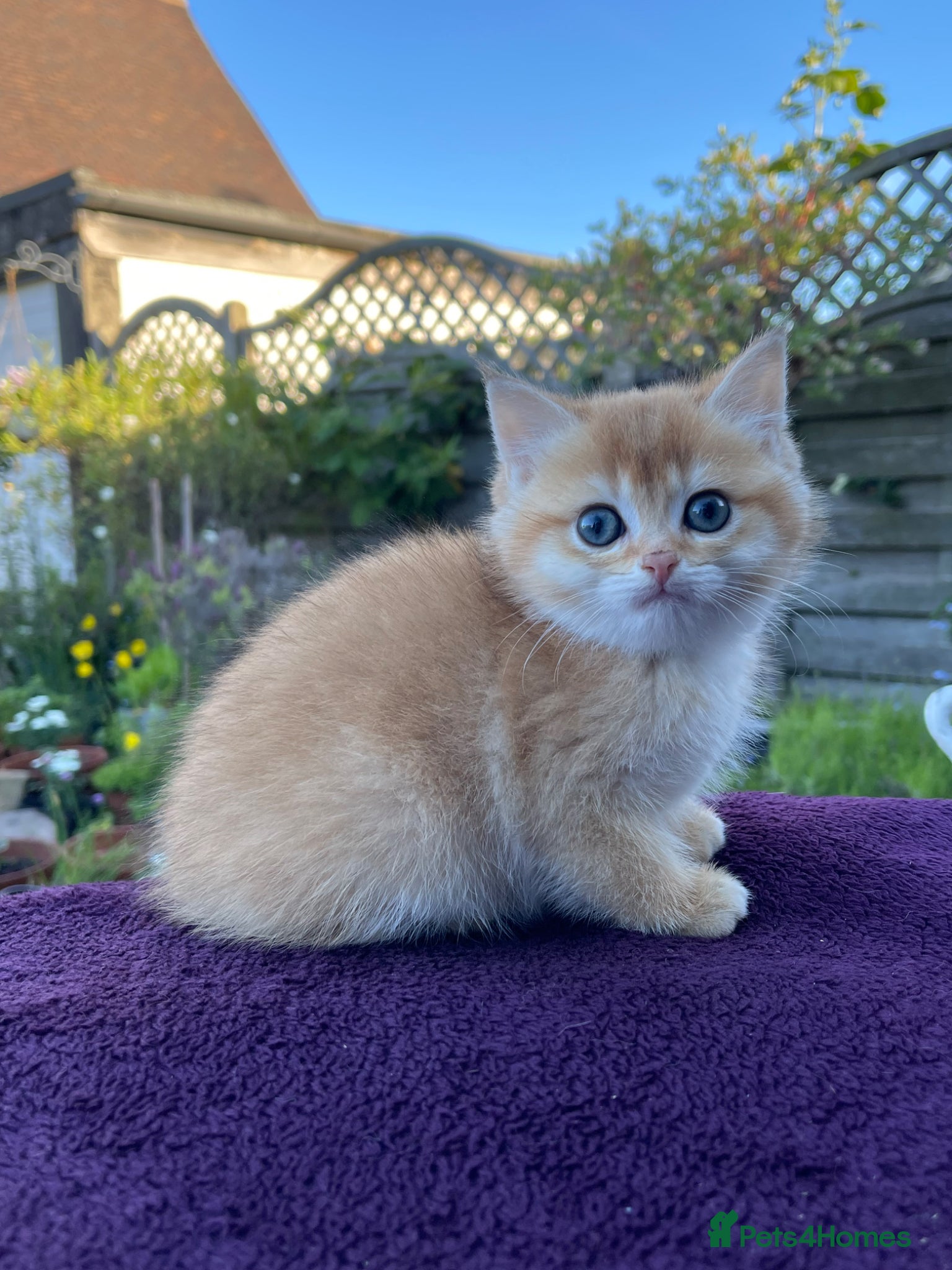 British Shorthair cats Golden, Golden Colourpoint & Silver Tipped - Advert 11