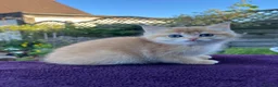 British Shorthair cats for sale: Golden, Golden Colourpoint & Silver Tipped - Advert 1