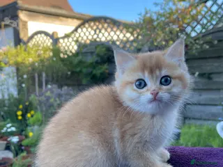 British Shorthair cats Golden, Golden Colourpoint & Silver Tipped - Advert 1