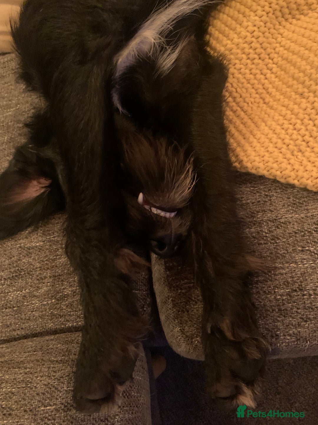 Labradoodle dogs for stud: F1b Miniature Labradoodle (Fully Health Tested) - Advert 32