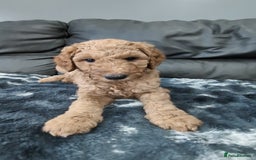Goldendoodle dogs for sale: Gorgeous Goldendoodles  - Image 2