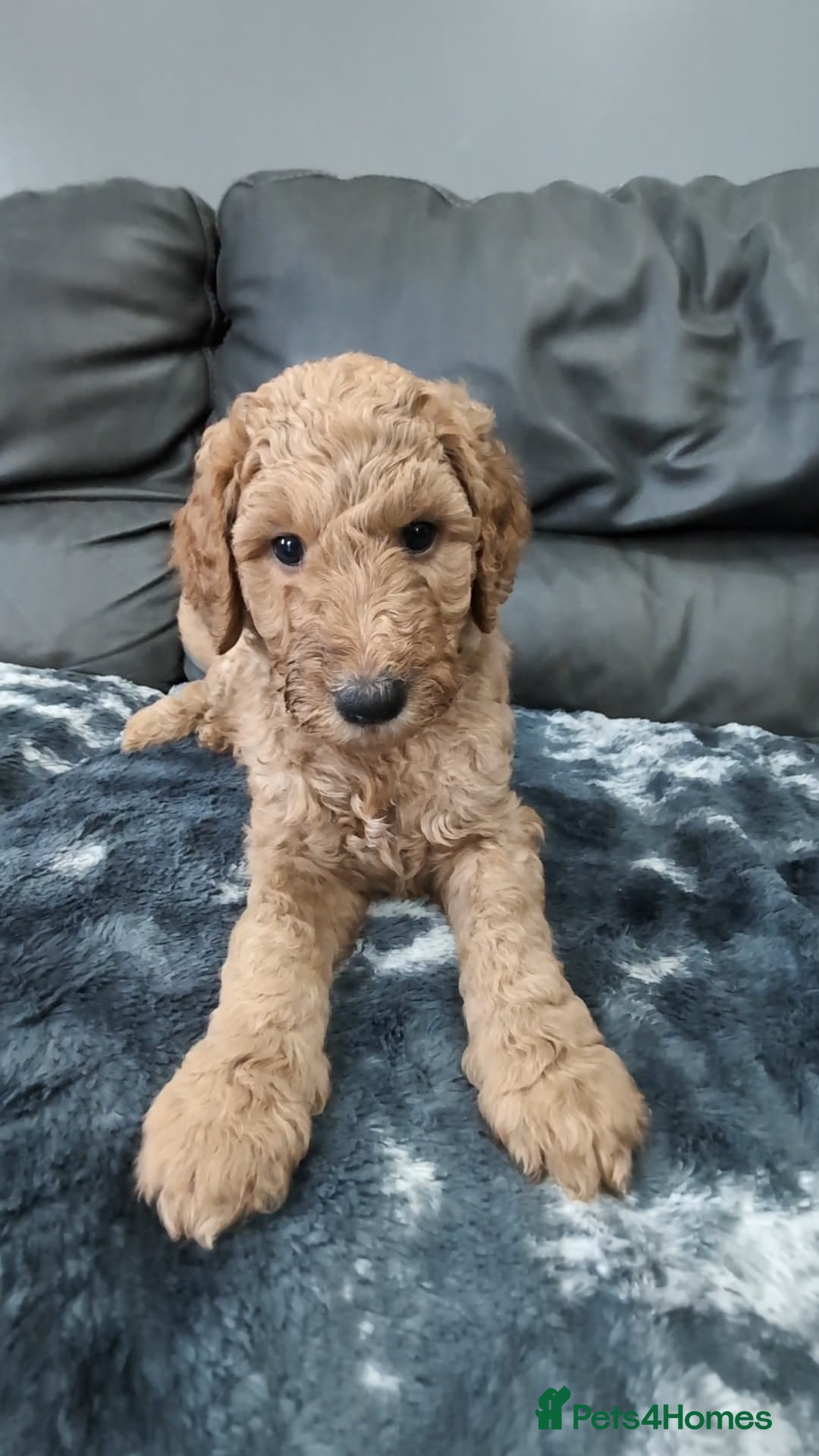 Goldendoodle dogs for sale: Gorgeous Goldendoodles  - Image 2