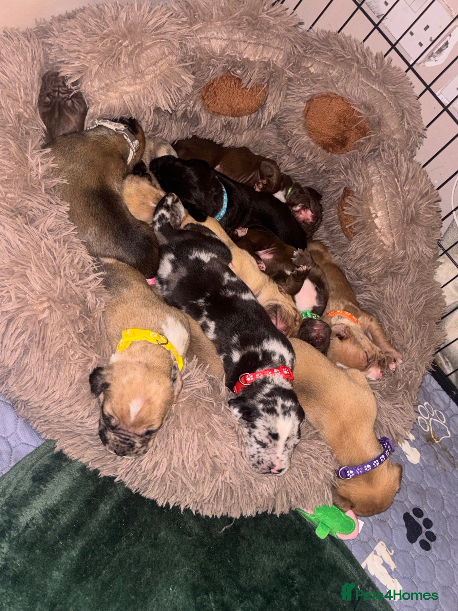 Mixed Breed dogs North American mastiff X boerboel  - Advert 2