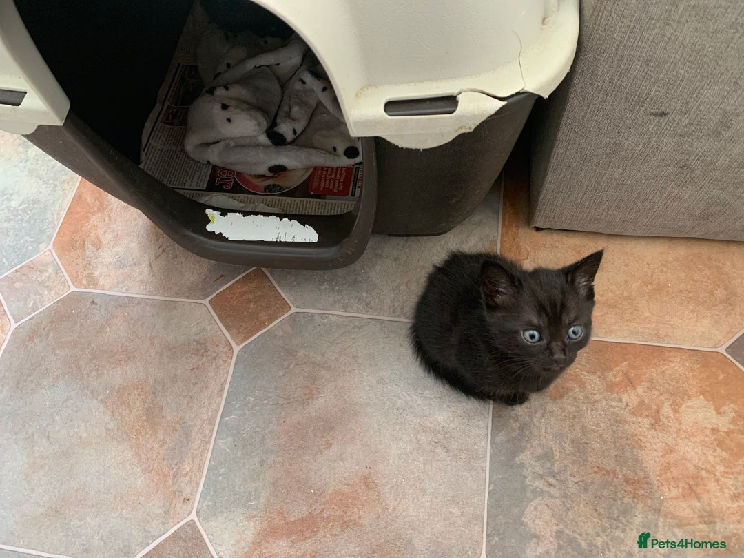 Burmese cats for sale: Burmese x British shorthair kittens  - Image 3