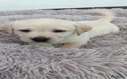 Labrador Retriever dogs for sale: Labrador puppies  - Image 11