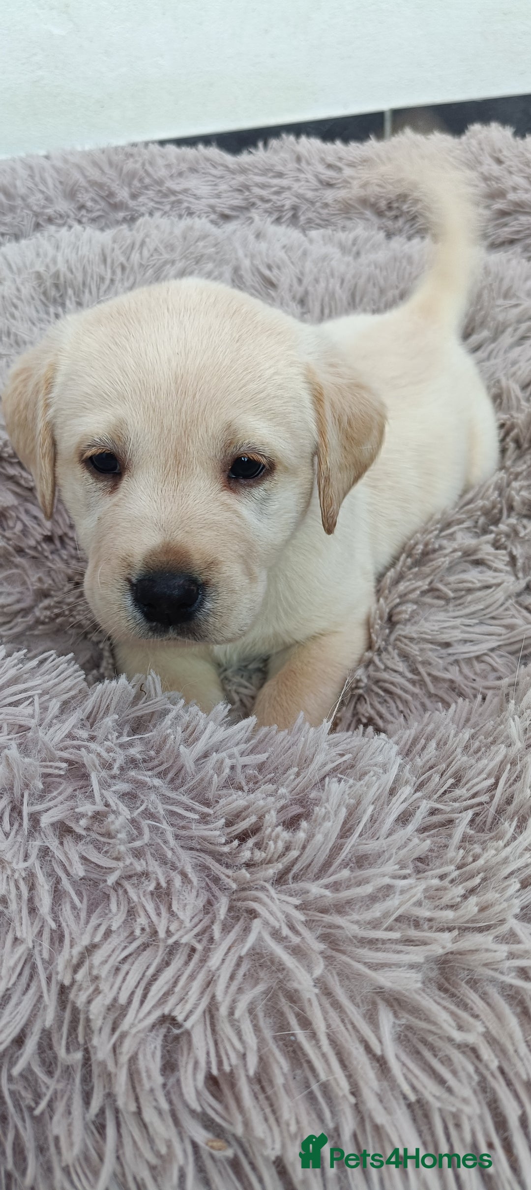 Labrador Retriever dogs for sale: Labrador puppies  - Image 11