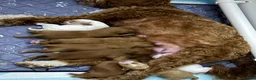 Australian Labradoodle dogs for sale: Genuine Australian Labradoodles - Advert 4
