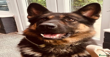 German Shepherd dogs - Advert 2