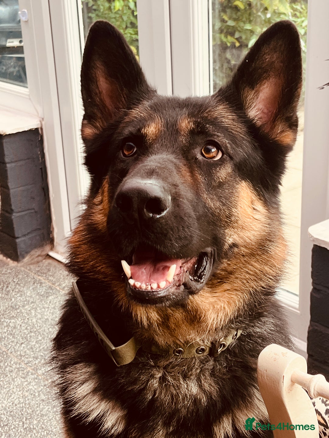 German Shepherd dogs for sale: Beautiful Lovely Boy Looking For A Better Fit - Image 2