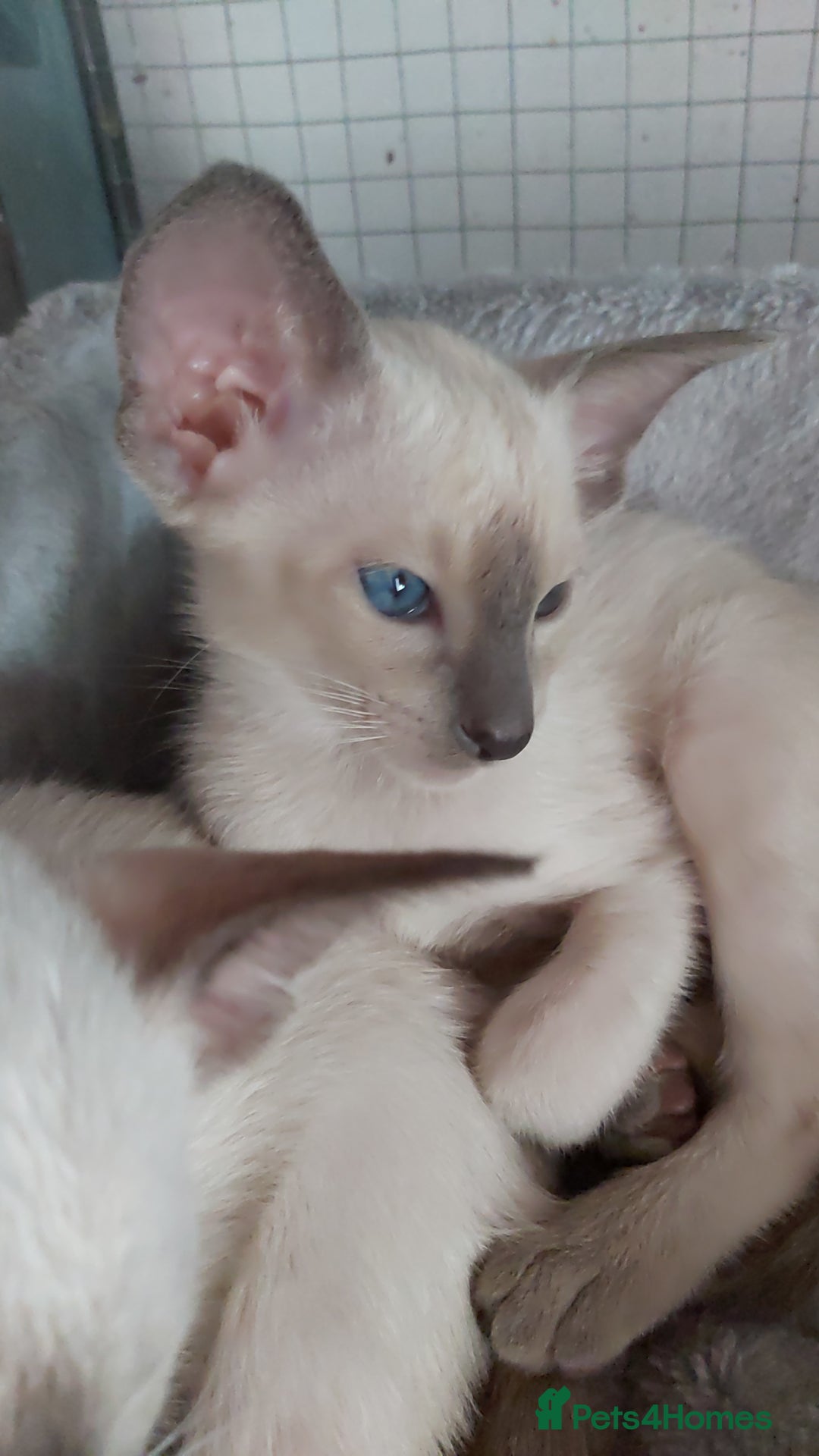 Oriental cats for sale: Full Pedigree Oriental 6 Kittens XL size ears GCCF - Image 4