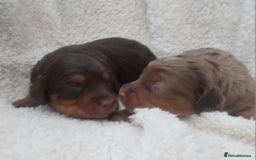 Cockapoo dogs for sale: The best cockapoos  - Image 25