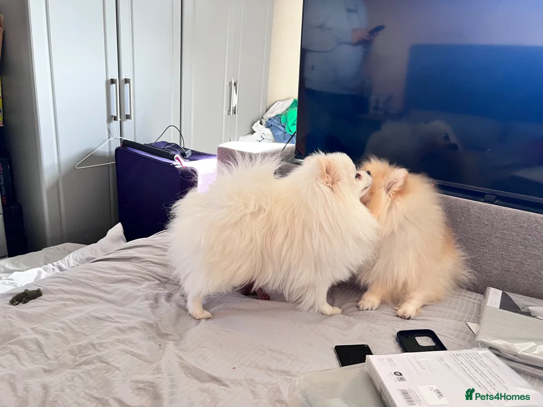 Pomeranian dogs for stud: Chubby our Pure White Pomeranian for stud £400 in Carshalton - Advert 1