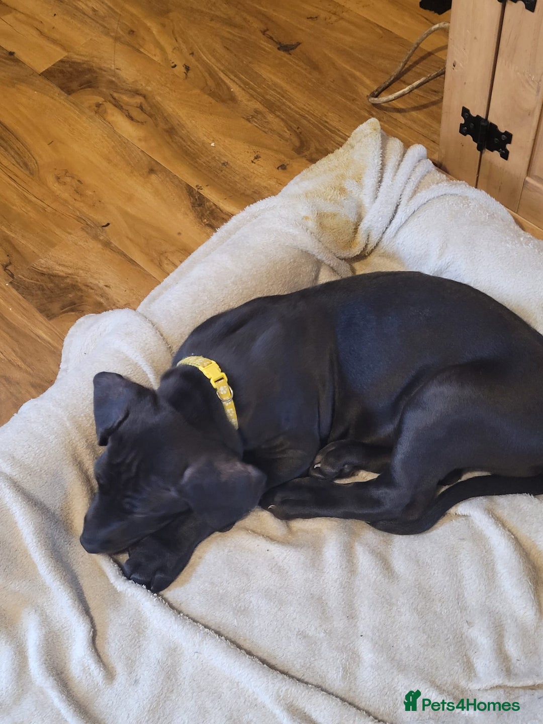 Great Dane dogs for sale: Only 2 beautiful Great Dane girls left. Ready now - Advert 31