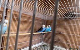 Budgerigars birds for sale: Stunning healthy budgies - Image 4