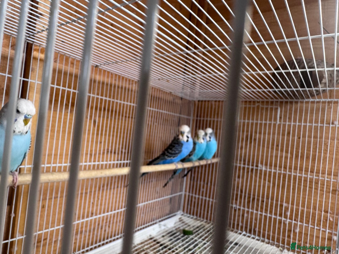 Budgerigars birds for sale: Stunning healthy budgies - Image 4