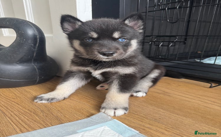 Siberian Husky dogs - Advert 3