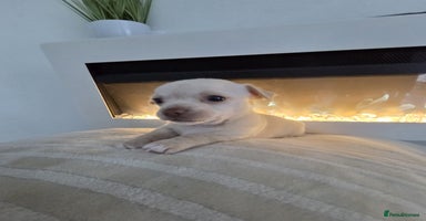 Chihuahua dogs - Advert 4