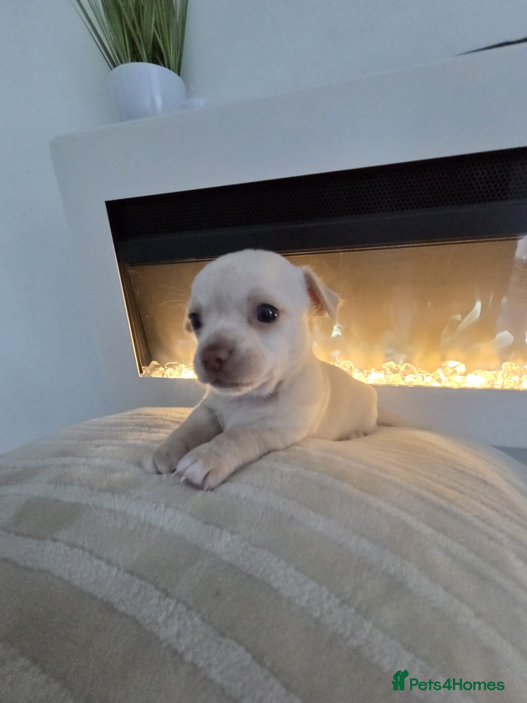 Chihuahua dogs for sale: Chihuahua puppies - Image 3