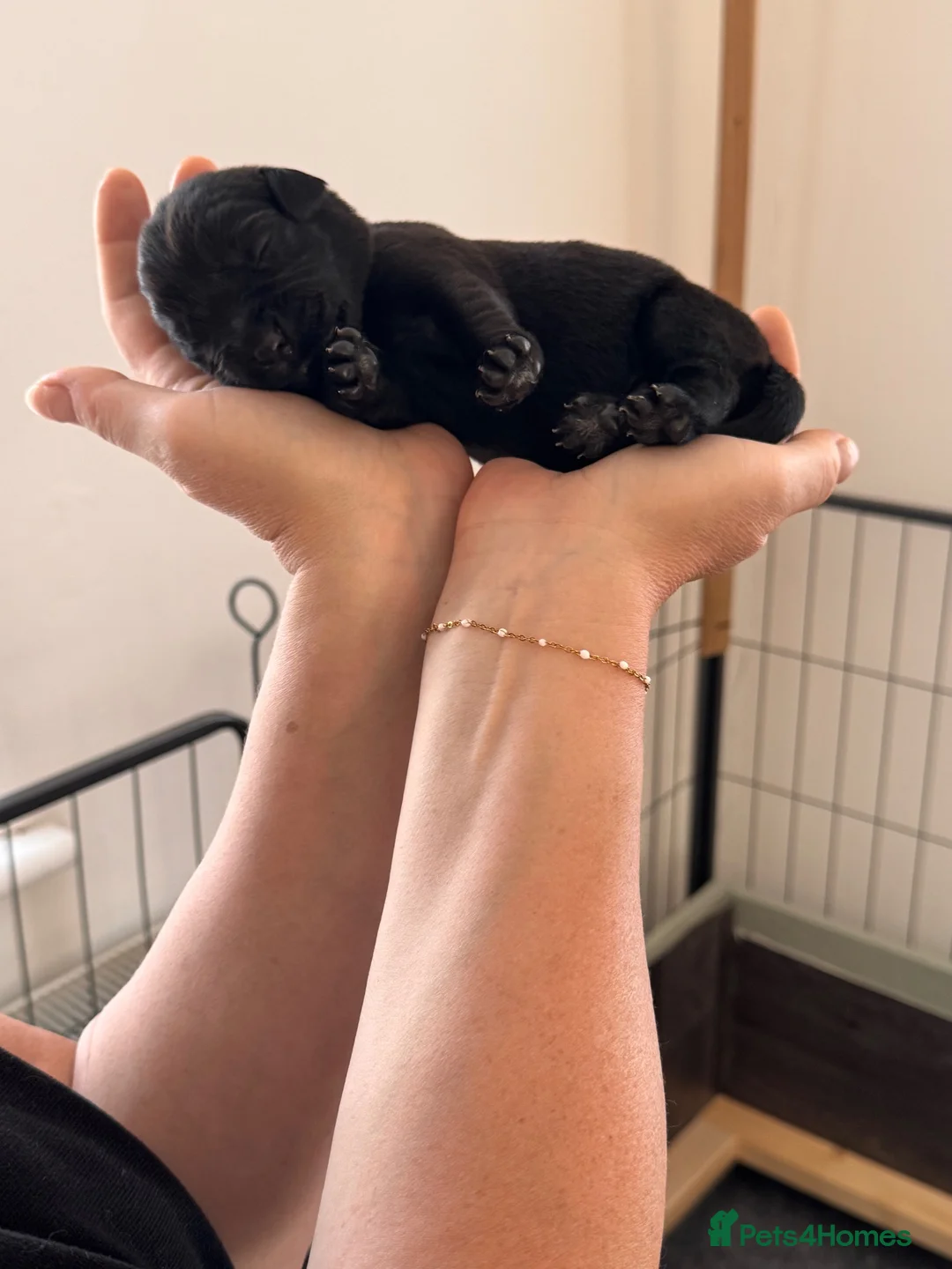 Labrador Retriever dogs for sale: Black Labrador puppies  in Canterbury - Advert 2