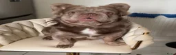 French Bulldog dogs for sale: French bull dog puppies  - Advert 1