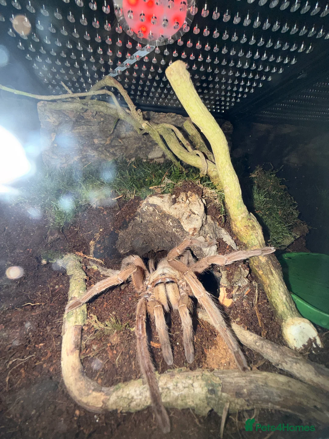 Tarantulas invertebrates for sale: Tarantulas wanted - Advert 11