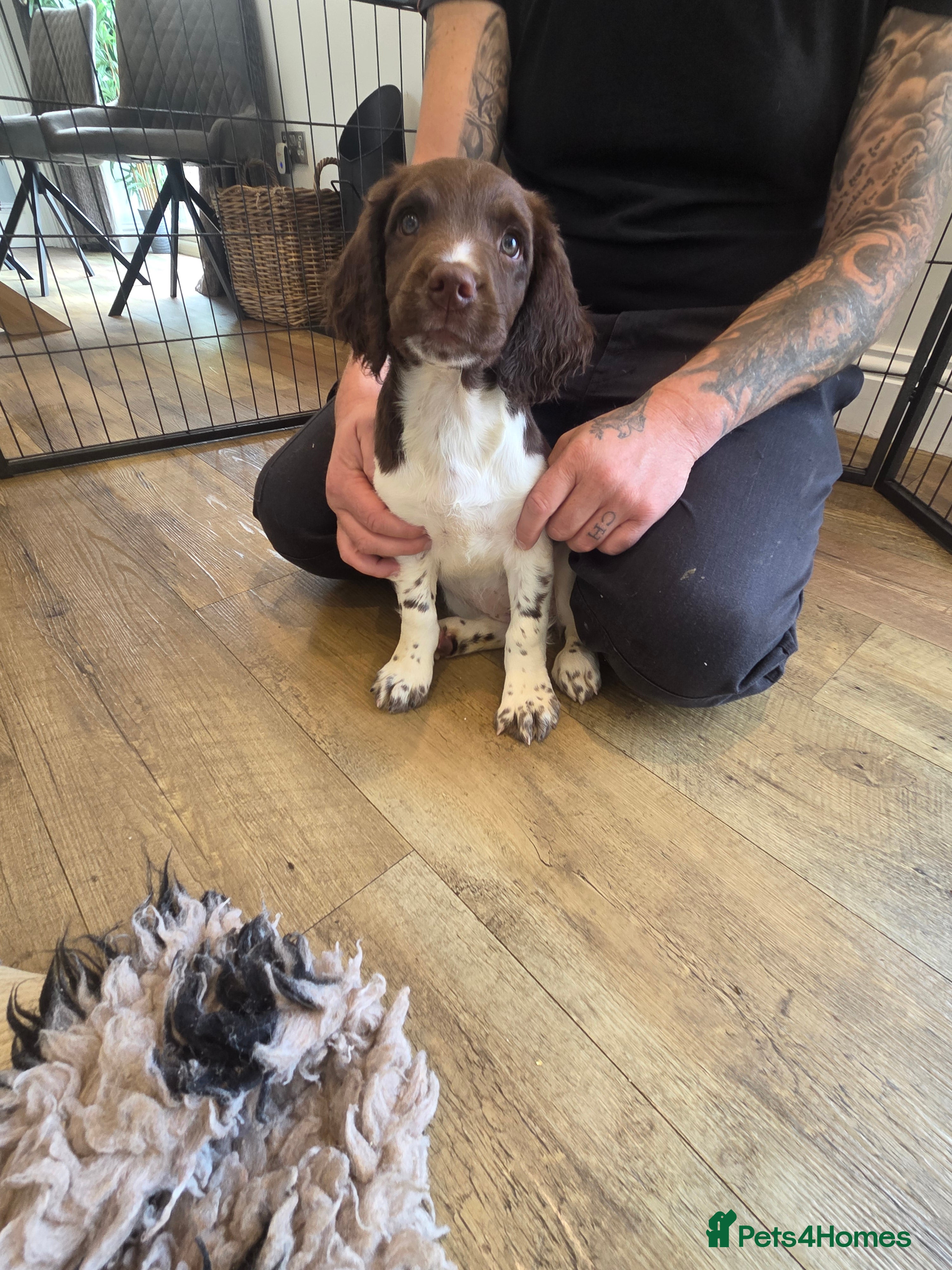 English Springer Spaniel dogs 🐾((READY NOW)) KC Reg Springer Spaniel Puppies 🐾 - Advert 2