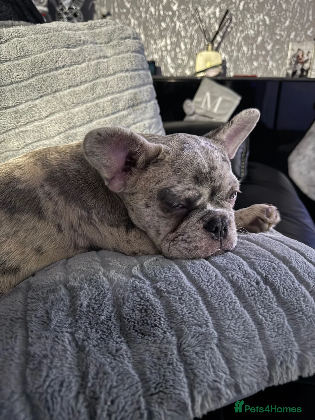 French Bulldog dogs for sale: French bulldog  in Chesterfield - Advert 7