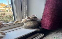 Mixed Breed cats for sale: 3 adorable kittens for sale  - Advert 7