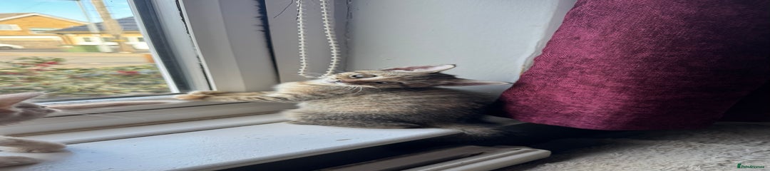 Mixed Breed Kitten 3