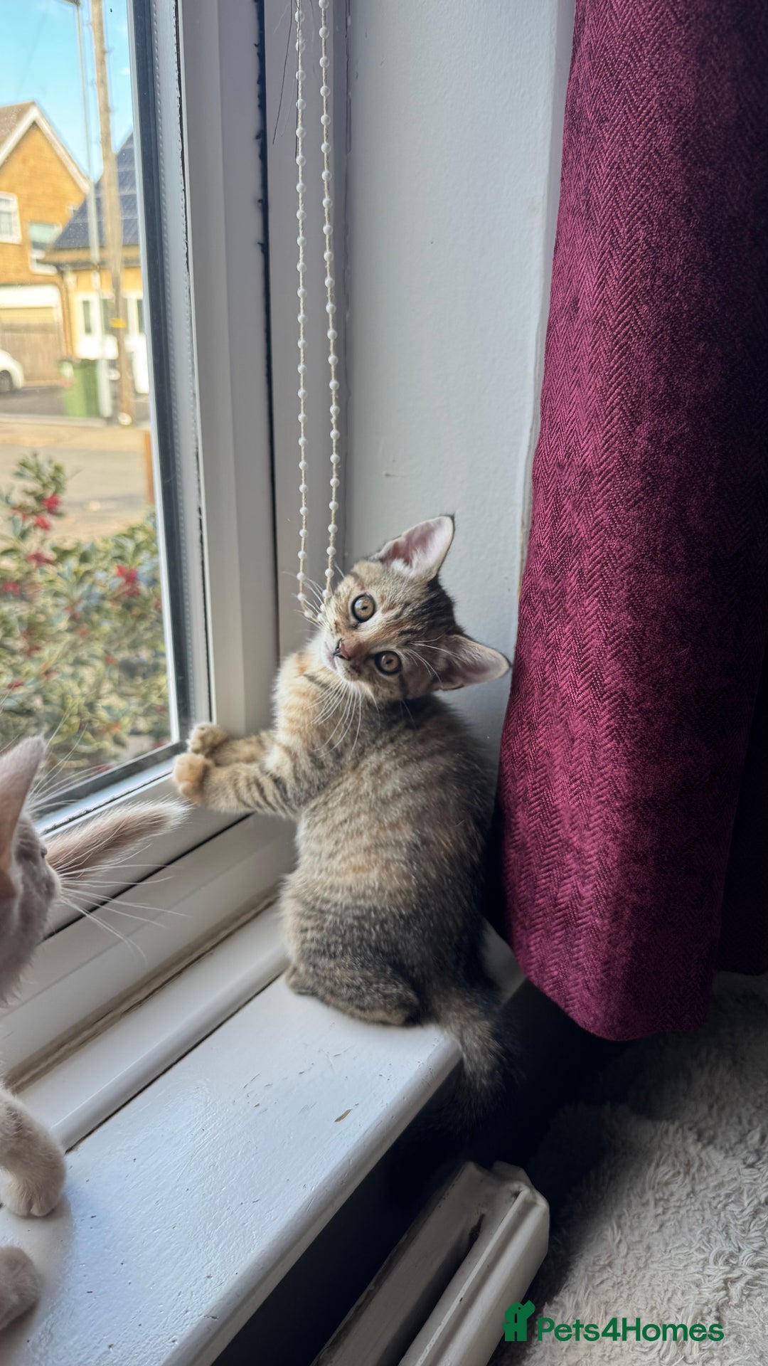 Mixed Breed cats for sale: 3 adorable kittens for sale  - Advert 7