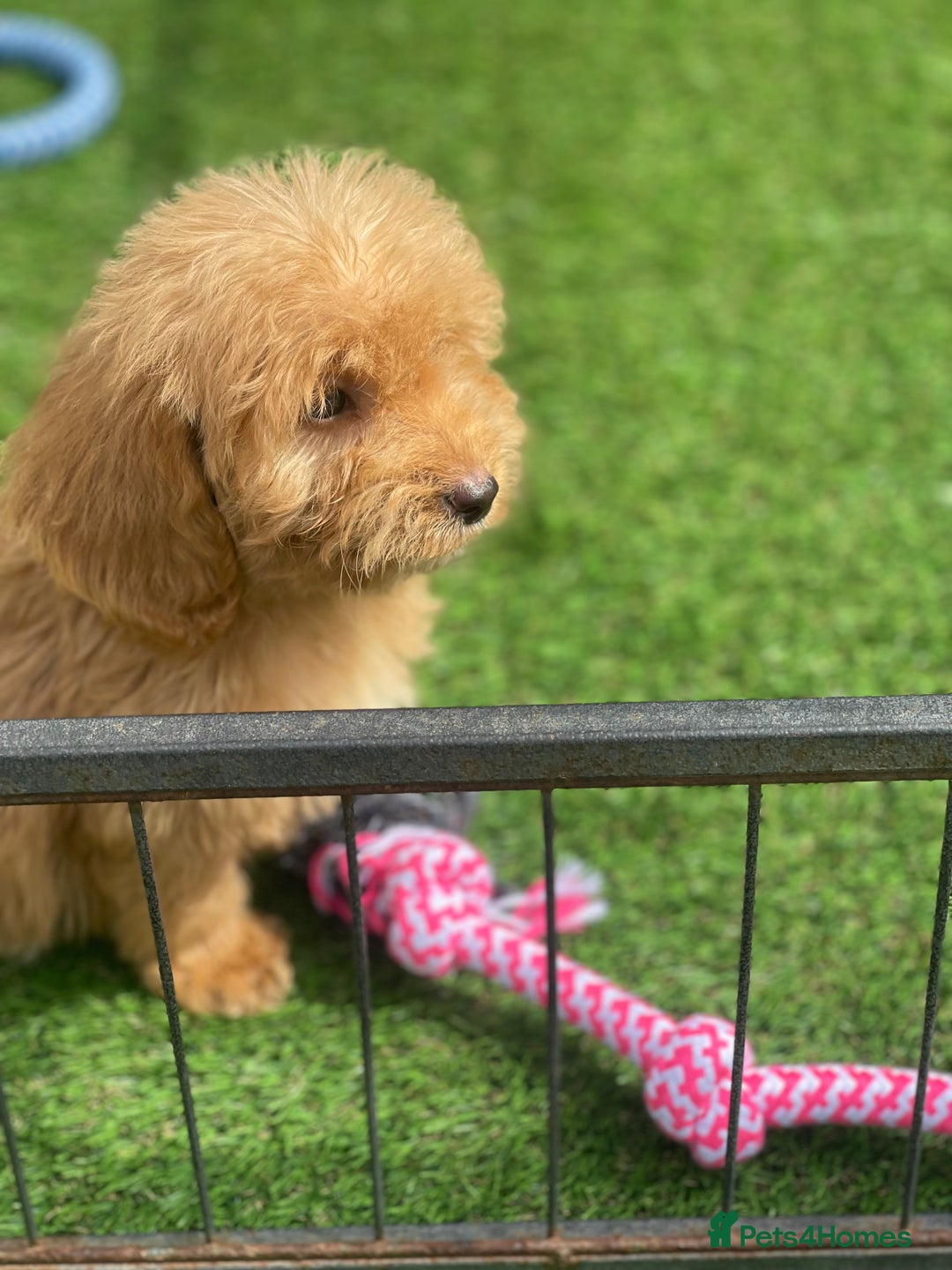 Cockapoo dogs for sale: Adorable F1 cockapoo pups NOW READY  - Image 11