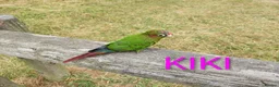 Conures birds for sale: 3 female conures in Stoke-on-Trent - Advert 9