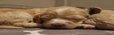 Cockapoo 3