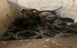 Miniature Dachshund dogs for sale: 4 miniature dachshund puppies for sale. - Image 5