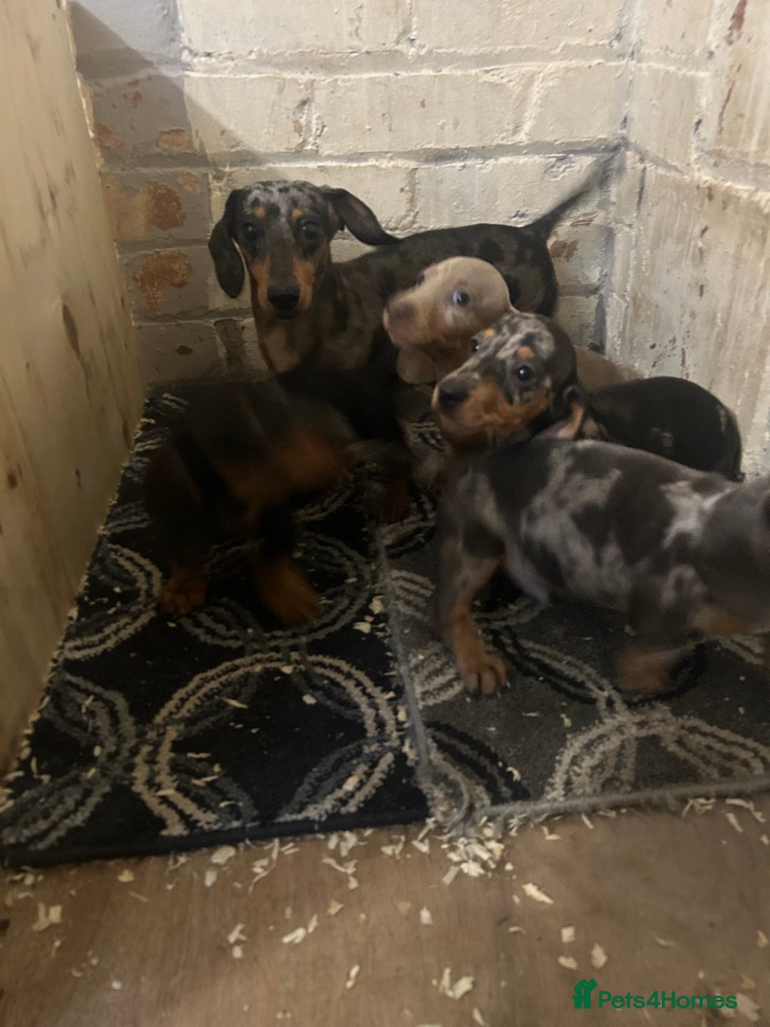 Miniature Dachshund dogs for sale: 4 miniature dachshund puppies for sale. - Image 5