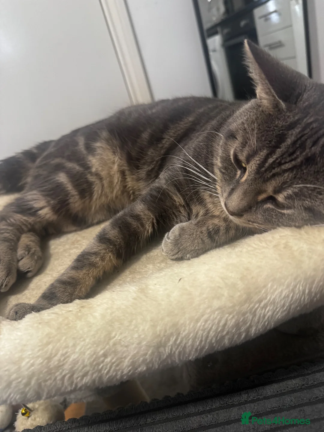 British Shorthair cats for sale: Marvo the tabby cat  in London - Advert 1