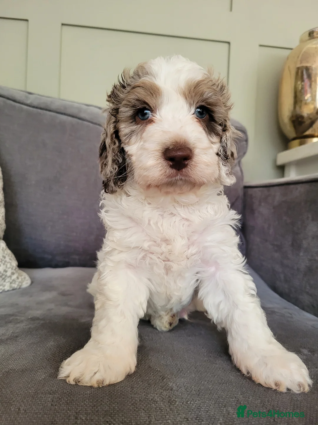 Miniature Poodle dogs for stud: Chocolate Merle Miniature Poodle for stud in Warrington - Advert 25