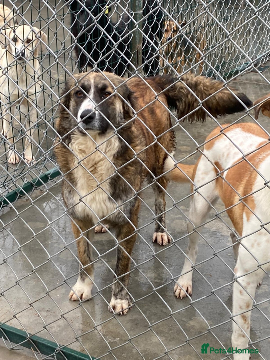 Mixed Breed dogs for adoption: Kiki, 6 yrs approx. Available for adoption. - Advert 7