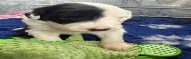 Old English Sheepdog 1
