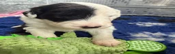 Old English Sheepdog dogs for sale: Bonnies beautiful pups  - Advert 7