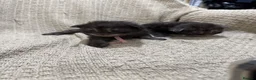 Maine Coon cats for sale: Exceptional Smoke / classic MAINCOON kittens  - Advert 17