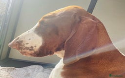 Bracco Italiano dogs for sale: Exciting litter Due September  - Image 13