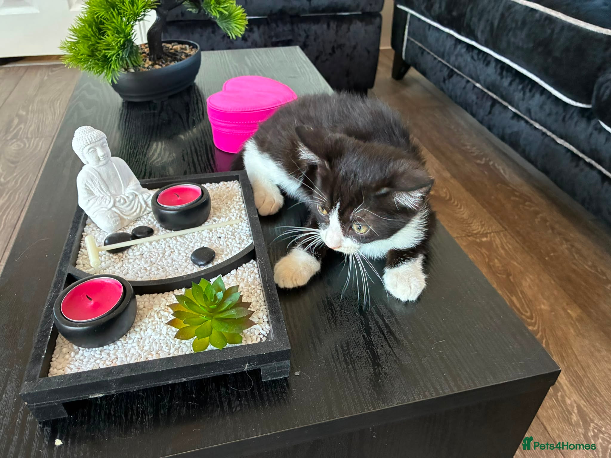 Mixed Breed cats Ragdoll cross Tiger Tabby kittens - Advert 2