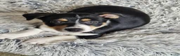 Mixed Breed dogs for sale: 9 week puppy. - Advert 2