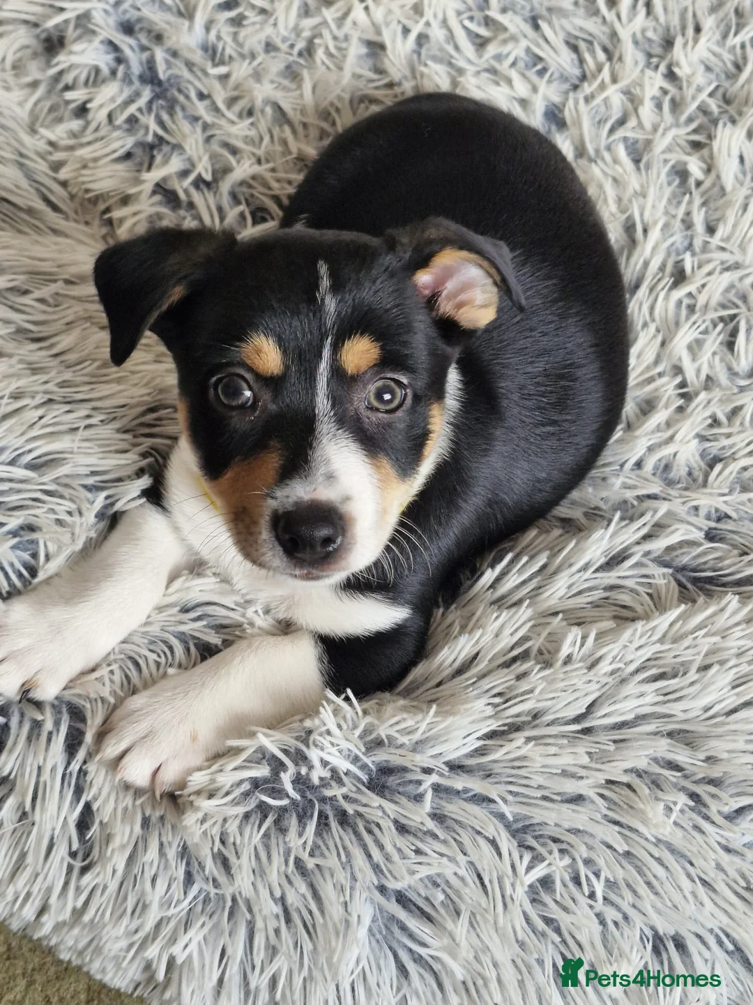Mixed Breed dogs for sale: 9 week puppy. - Advert 2